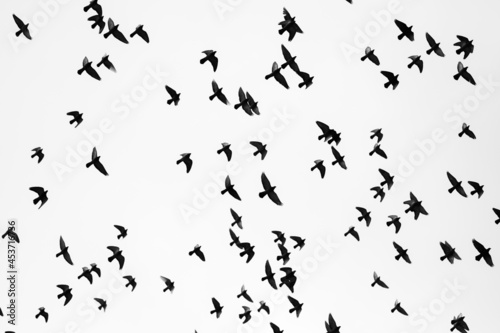Pigeons in flight © Kenton Waltz