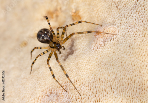 Female money spider, Labulla thoracica on fungi, macro photo photo