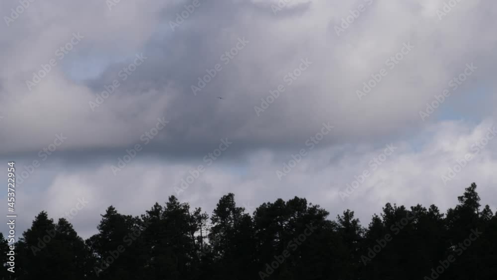 An osprey floating in the distance over the silhouetted treetops with massive clouds above. An osprey floating in the distance over the silhouetted treetops with massive clouds above.