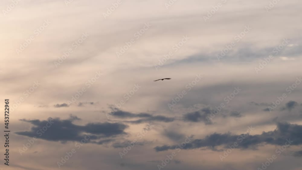 An osprey flies away into the distance over the silhouetted treetops. An osprey flies away into the distance over the silhouetted treetops.
