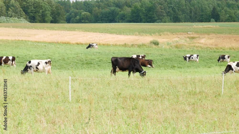 Flock of colorful cows grazing on green vibrant meadow, static view Flock of colorful cows grazing on green vibrant meadow, static view