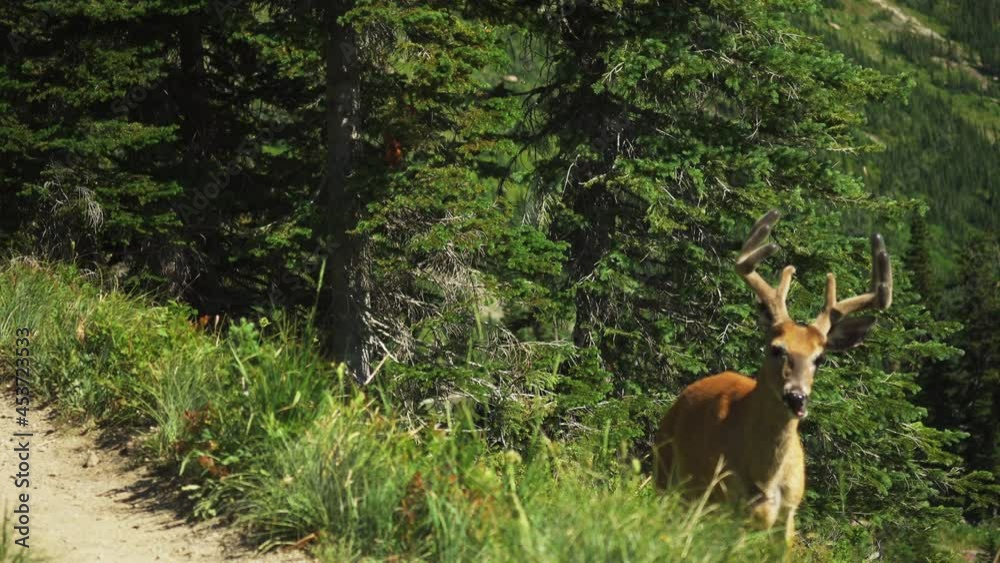 Male whitetail deer grazing on mountainside, chases off doe Male whitetail deer grazing on mountainside, chases off doe