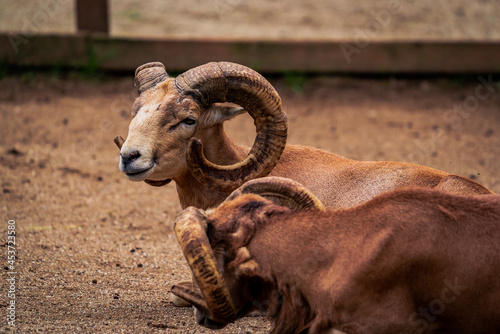 Beautiful horizontal close-up macro detail portrait of brown horned sheep with blurred background.