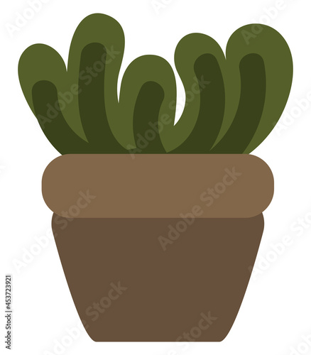 Chinese money plant, illustration, on a white background.