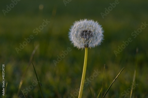 Dandelion Blow Ball Seed Head