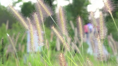Dogtail grass sways in the wind photo