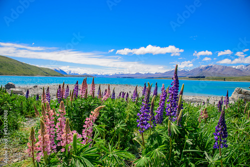 Lupin flower with blue sky at Tekapo lake in New Zealand