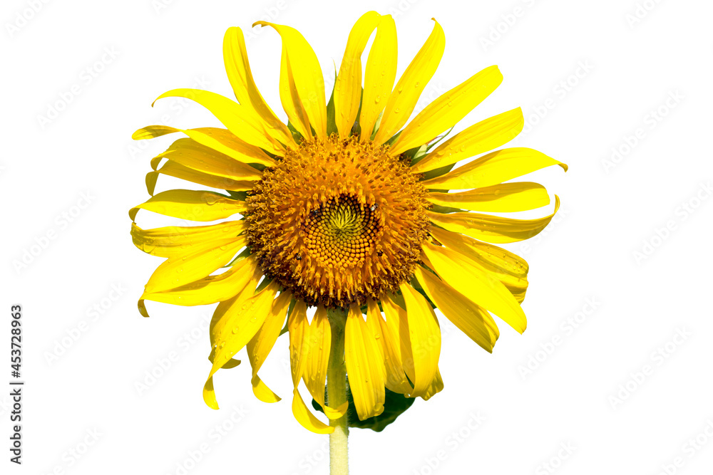 Naklejka premium Sunflower isolated on white background
