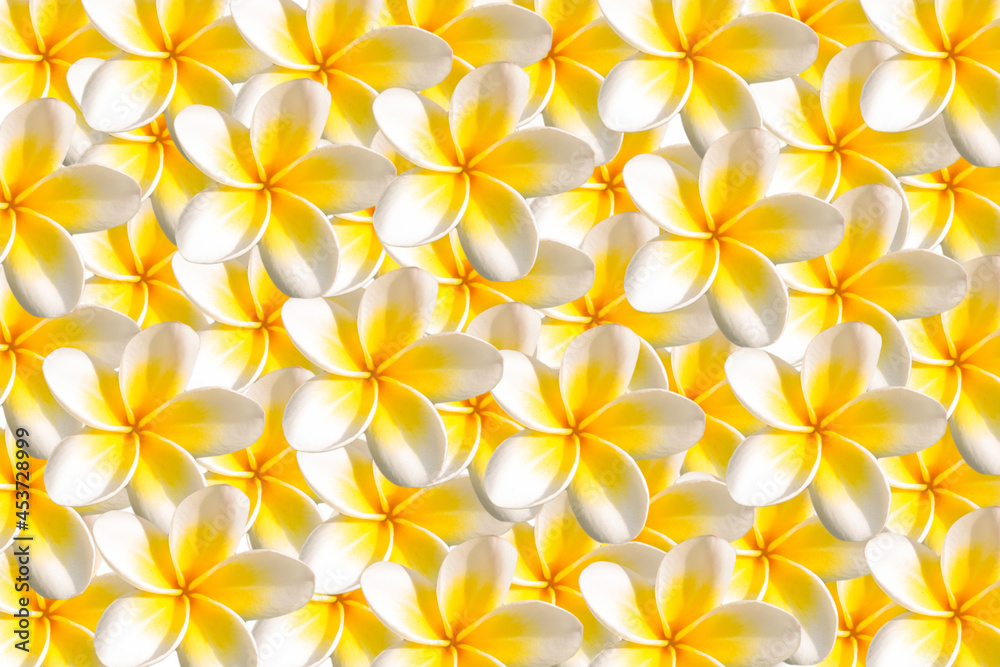 Fototapeta premium White yellow Plumeria pattern for background.