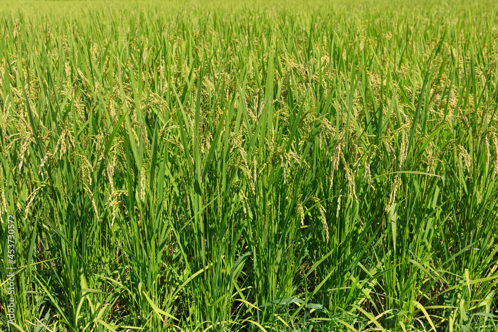 Rice that has begun to grow in the rice fields in summer Rice that has begun to grow in the rice fields in summer