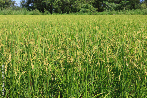 Rice that has begun to grow in the rice fields in summer