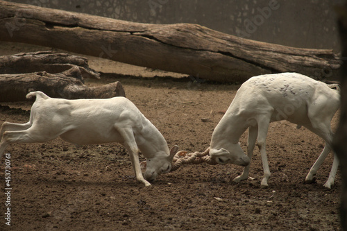 deer fighting in zoo