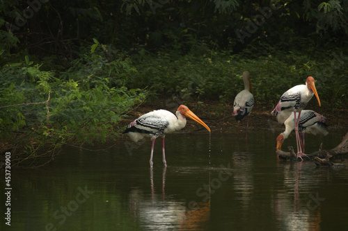 Painted stork
