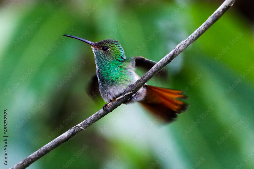 Fototapeta premium Green Hummning bird