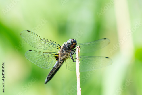 A beautiful scarce chaser dragonfly hanging on a reed stalk in Brandenburg, Germany 