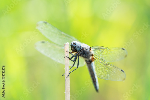 A beautiful scarce chaser dragonfly hanging on a reed stalk in Brandenburg, Germany 