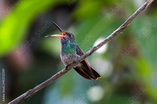 hummingbird singing