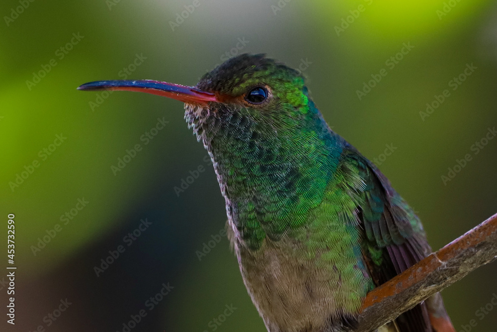 close up of a hummingbird close up of a hummingbird