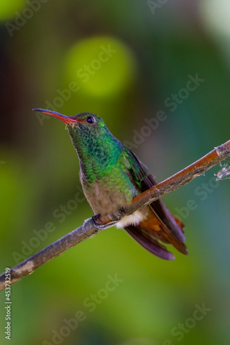 green humming bird sittin on a branch