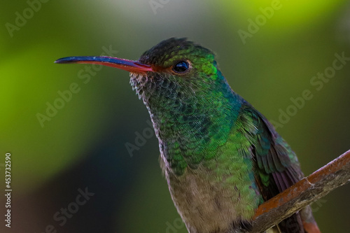 close up of a hummingbird © gerardo
