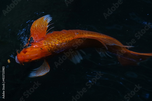 Koi fish swimming