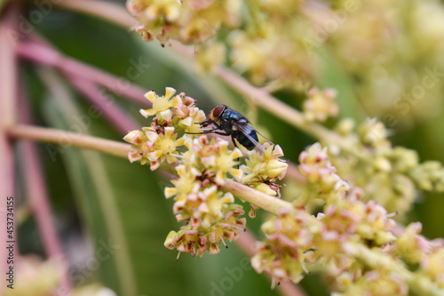 closeup shot of housefly sucking nectar from flower