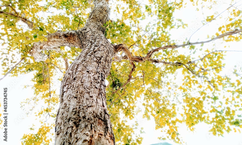 Fototapeta premium tree in autumn