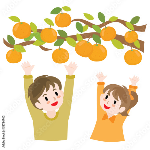 みかん狩りをする子供たち