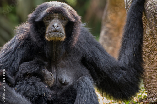 Portrait of Siamang Monkey with its child , native to the forests of Malaysia, Thailand and Indonesia 