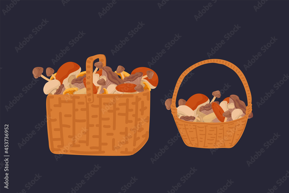 A set of baskets with wild mushrooms. Mushrooms in wicker Baskets a collection of edible mushrooms on a dark background. Beautiful natural organic products for design. Vector illustration A set of baskets with wild mushrooms. Mushrooms in wicker Baskets a collection of edible mushrooms on a dark background. Beautiful natural organic products for design. Vector illustration