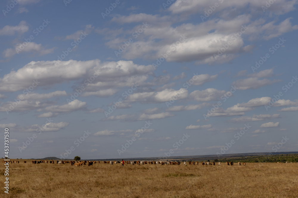 Eine Rinderherde grast in der Savanne von einem Massai gehütet bei blauem Himmel