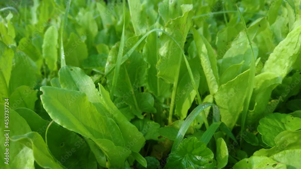 Bushes of green Sorrel, soft focus background Bushes of green Sorrel, soft focus background