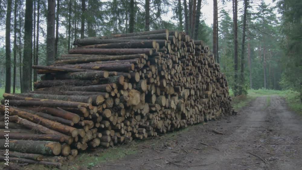 Stumps of Cut Trees Stacked in the Forest. Track Right Footage Stumps of Cut Trees Stacked in the Forest. Track Right Footage