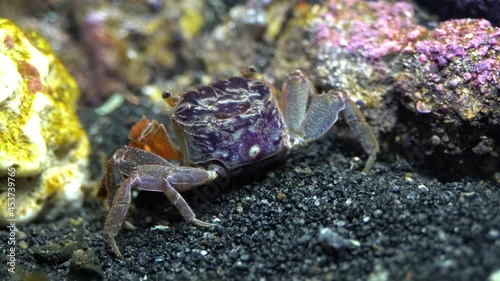 Rear view of Red Claw Crab (Perisesarma bidens). photo