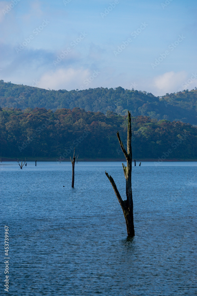 Tree on the lake