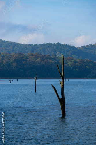 Tree on the lake © Sriraj