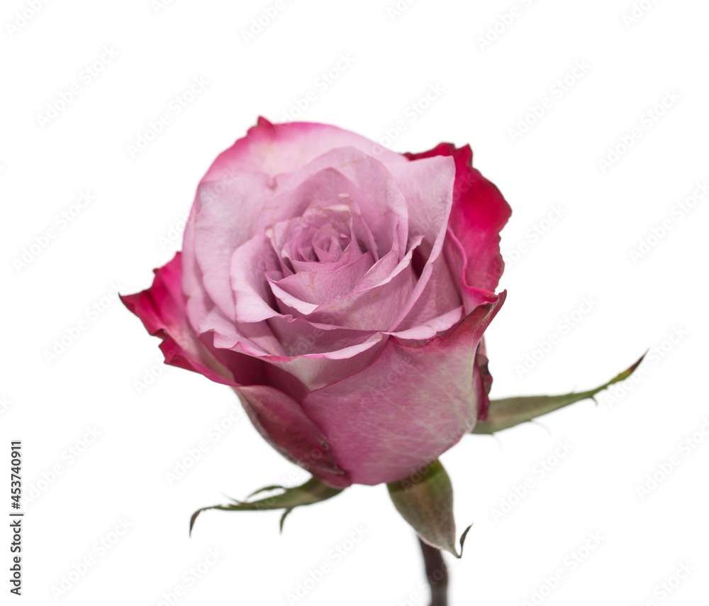 pink rose on white background pink rose on white background