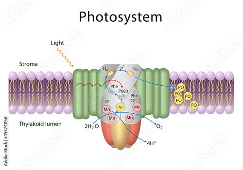 Принти на полотні Photosystems are functional and structural units of protein complexes involved i