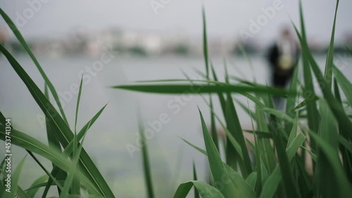 Green reeds near the lake in focus of the camera. On a distant blurred background, a bride and groom on a wooden bridge