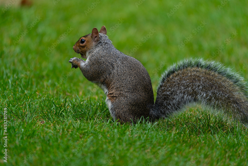 Fototapeta premium squirrel eating nut