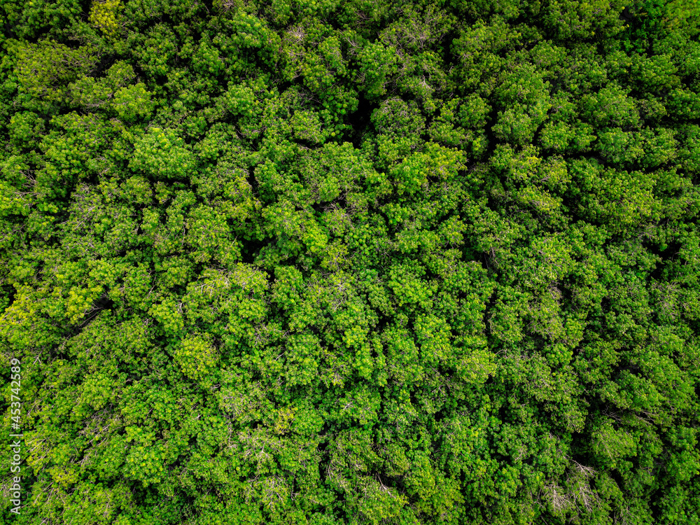 Aerial top down view of green forest with green  trees.