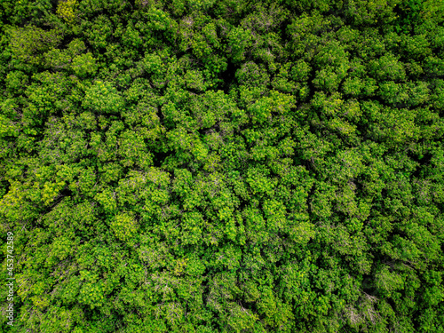 Aerial top down view of green forest with green trees.
