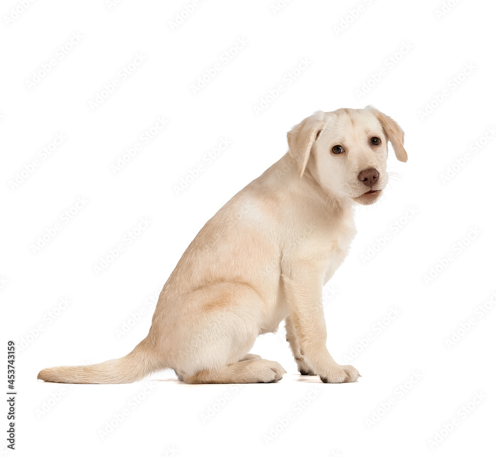 Cute Labrador puppy on white background