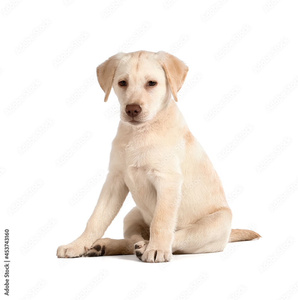Cute Labrador puppy on white background