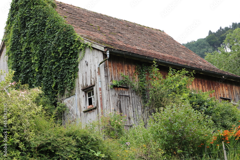 lei old house overgrown with ivy lei old house overgrown with ivy