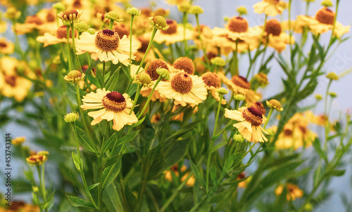 Gelenium yellow large flowers ,chamomile, on a clear sunny day on a blue background photo