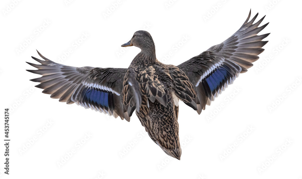 Fototapeta premium mallard dark female duck with large wings