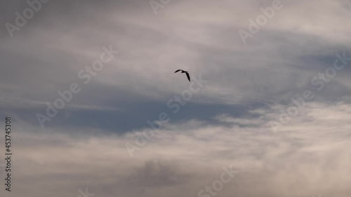 An osprey flies gracefully in the sky into the forest at last light. photo