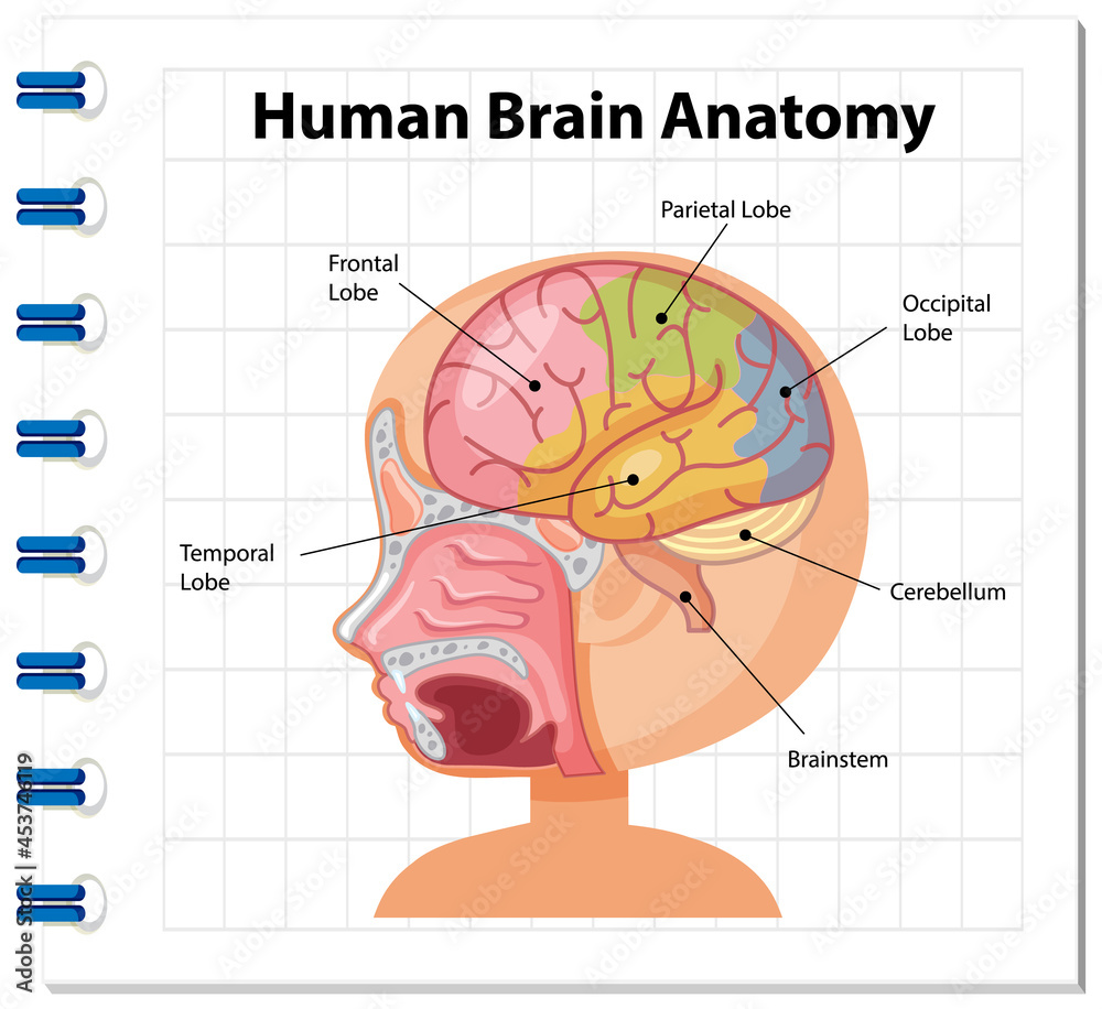 Obraz premium Information poster of human brain diagram