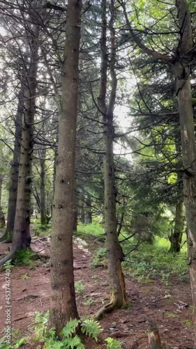 Wallpaper Mural spruces in the forest Torontodigital.ca